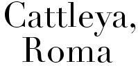 Cattleya - Roma